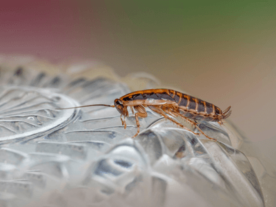 About Nexora Care - pest control experts in Melbourne